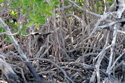 Mangroves at Chile Creek
